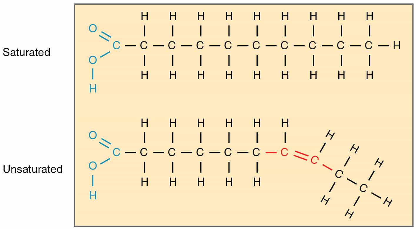 Fatty Acids