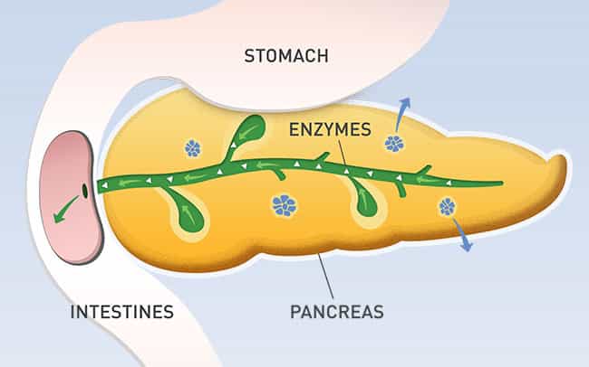 Pancreas